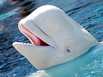 Do These Whales Sound Like The...